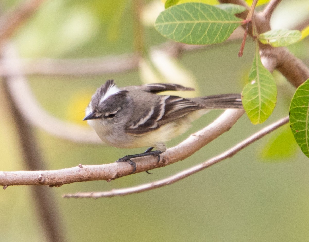 White-crested Tyrannulet - ML643533079