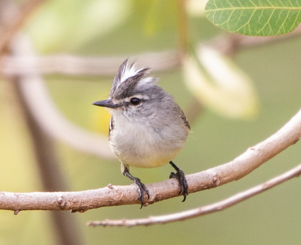 White-crested Tyrannulet - ML643533080