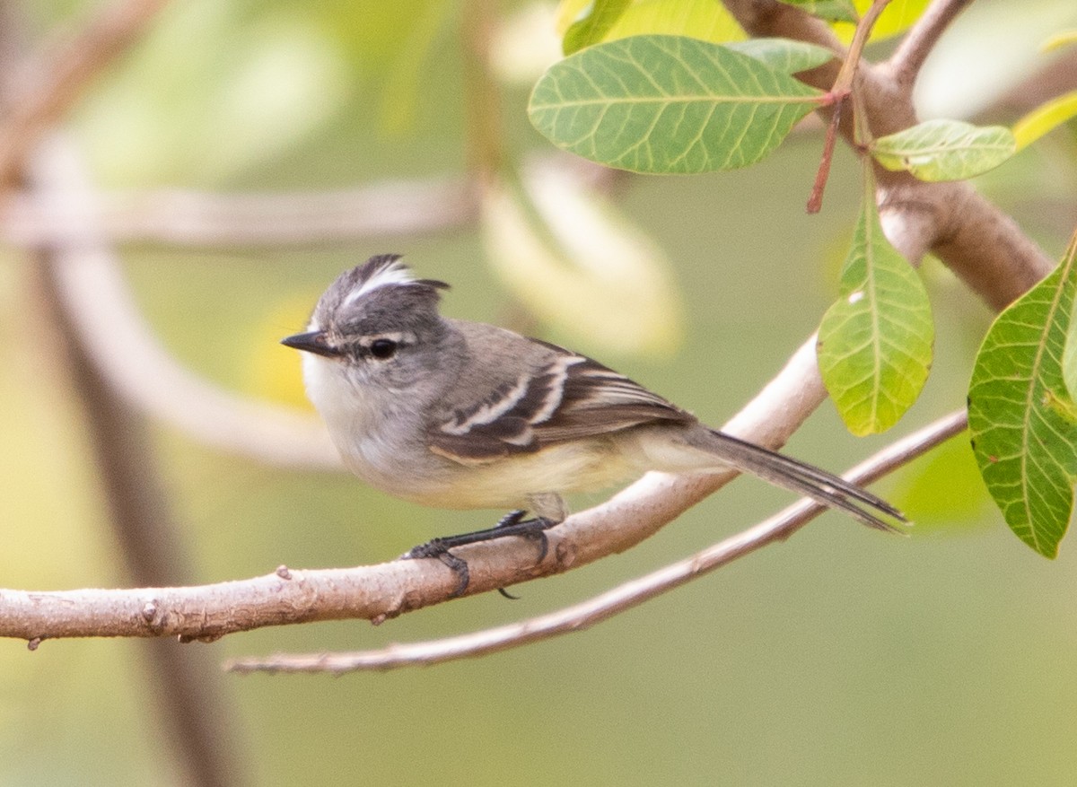 White-crested Tyrannulet - ML643533081