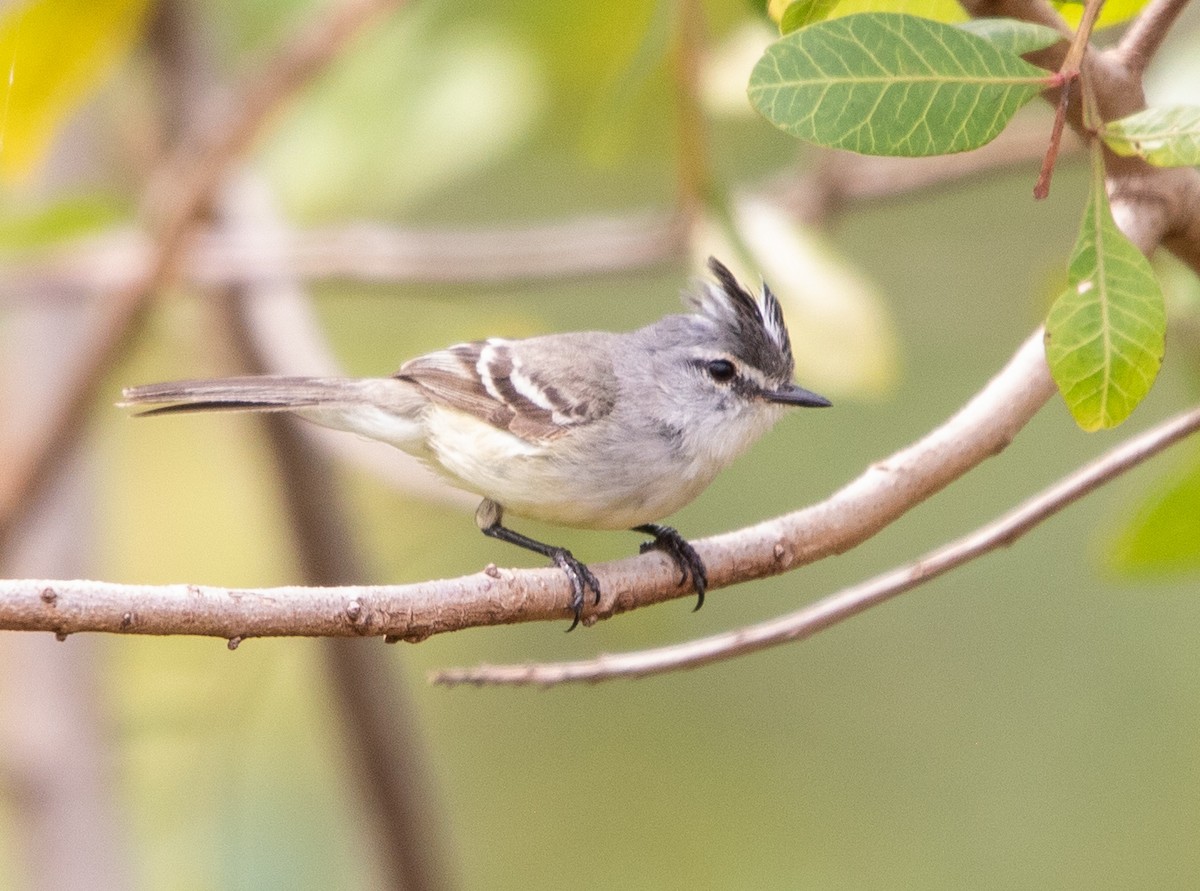 White-crested Tyrannulet - ML643533082