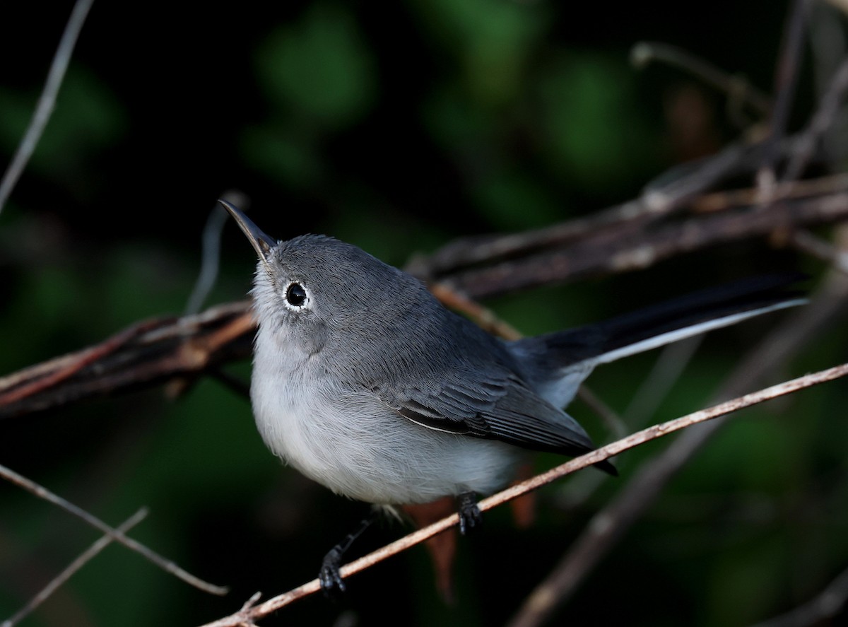 Blue-gray Gnatcatcher - ML643533091