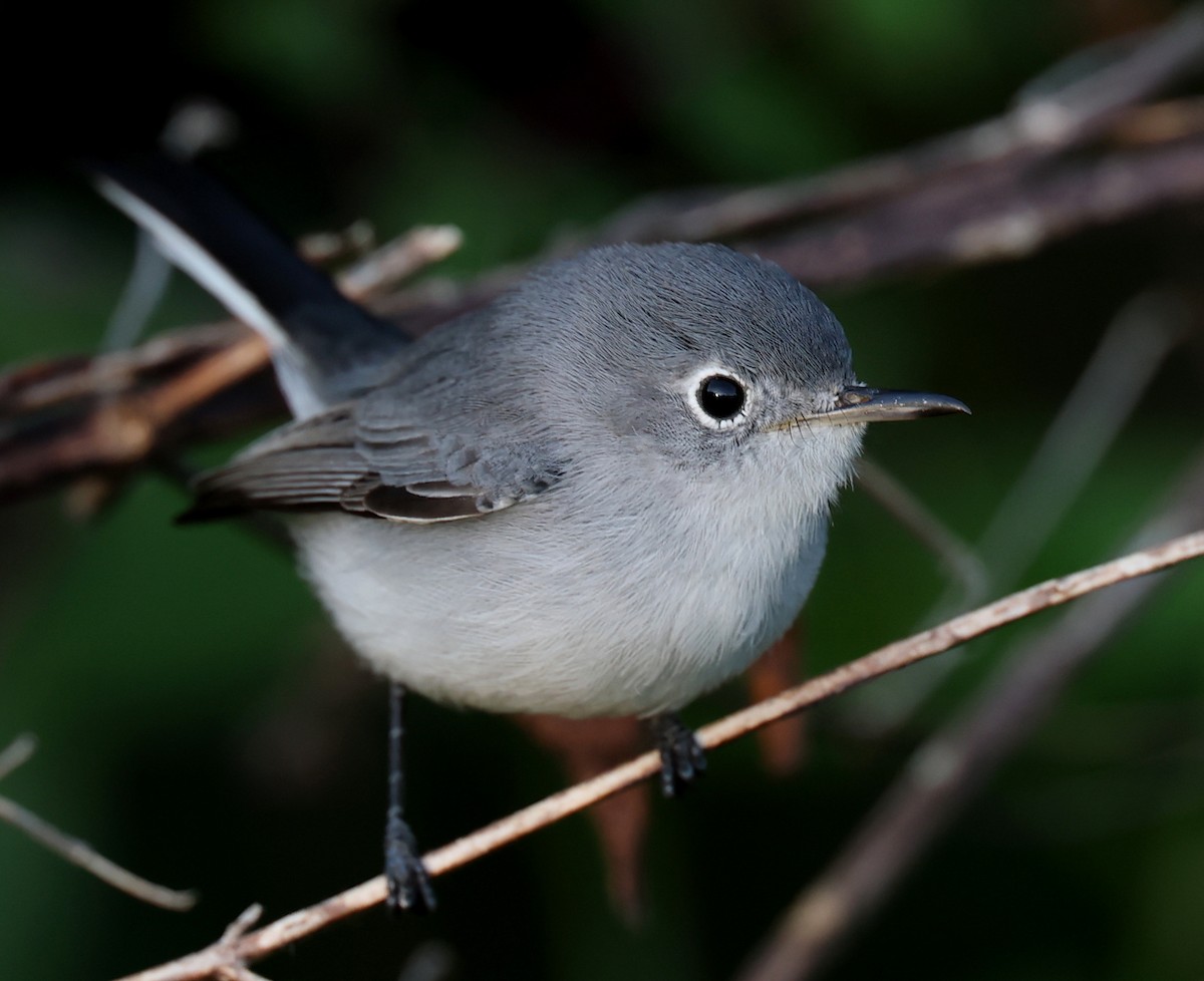 Blue-gray Gnatcatcher - ML643533092
