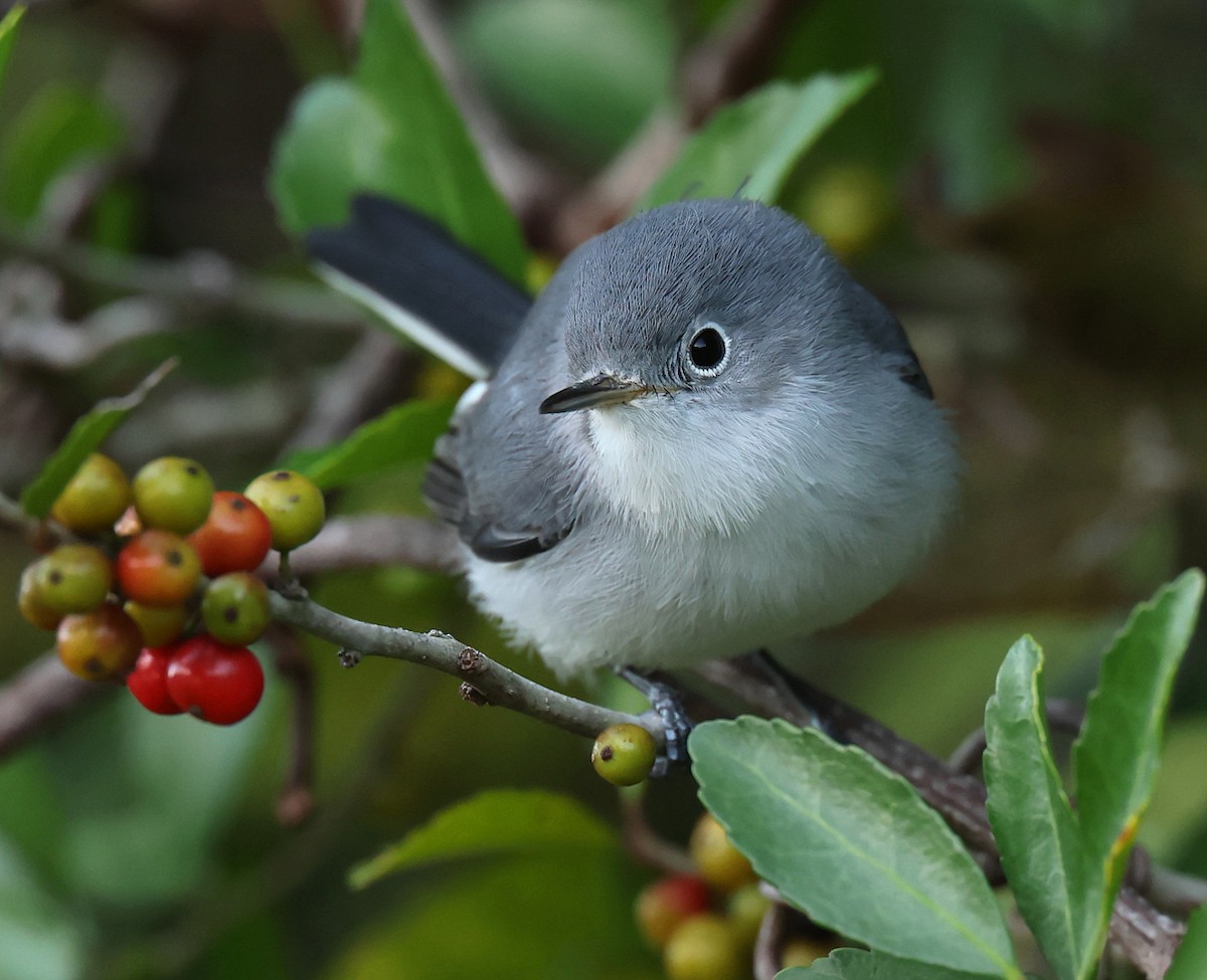 Blue-gray Gnatcatcher - ML643533094