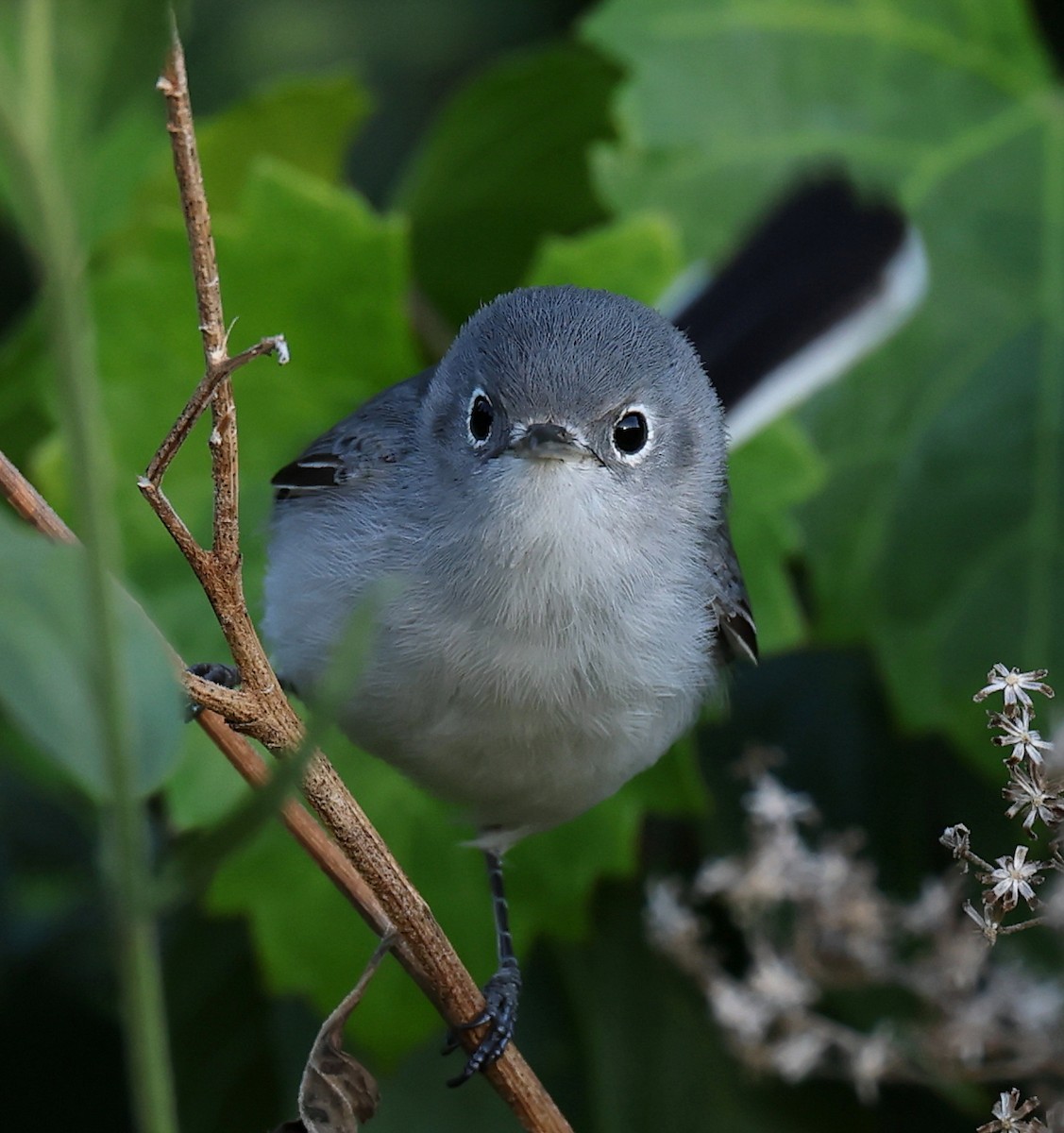 Blue-gray Gnatcatcher - ML643533095