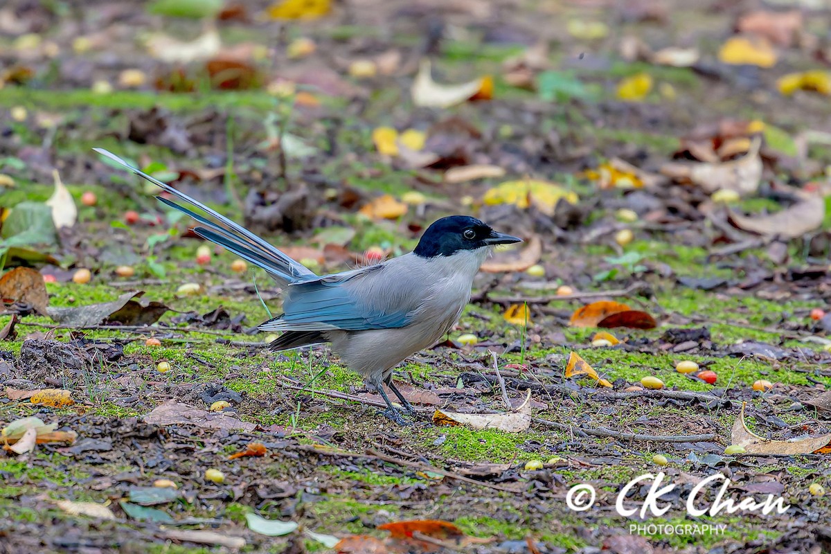 Azure-winged Magpie - ML643533101