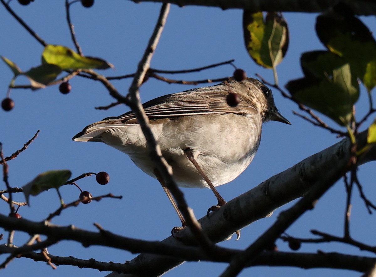 Gray-cheeked Thrush - ML643533109