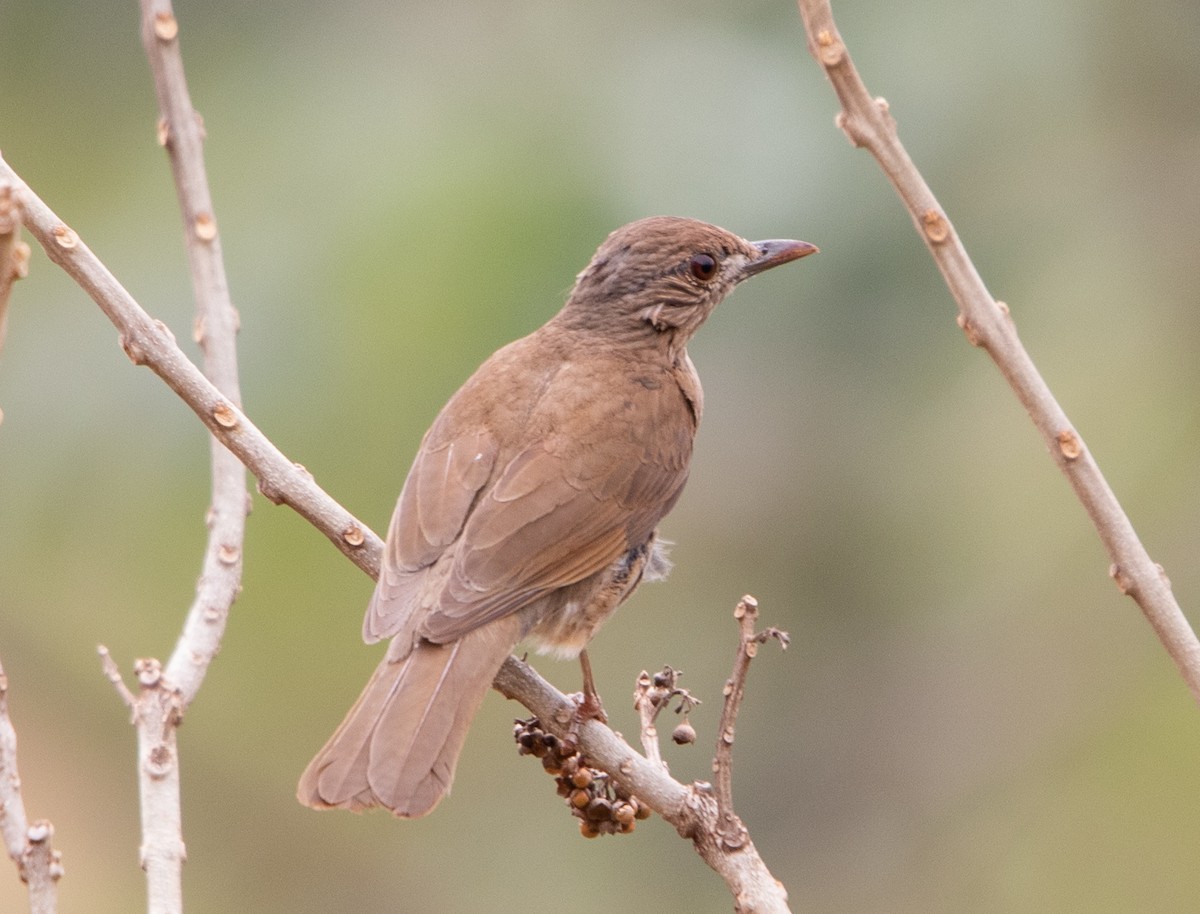 Pale-breasted Thrush - ML643533134