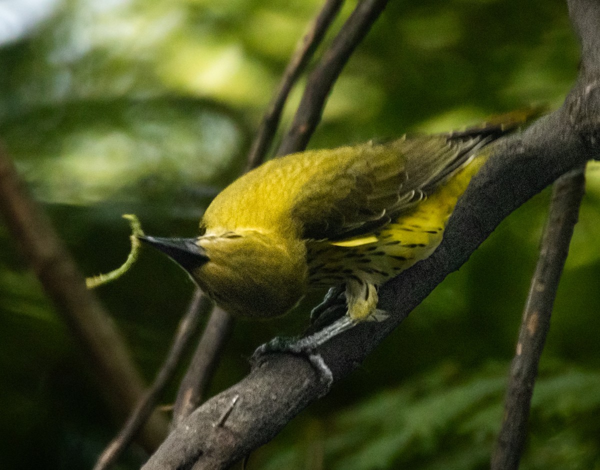 Indian Golden Oriole - ML643533136