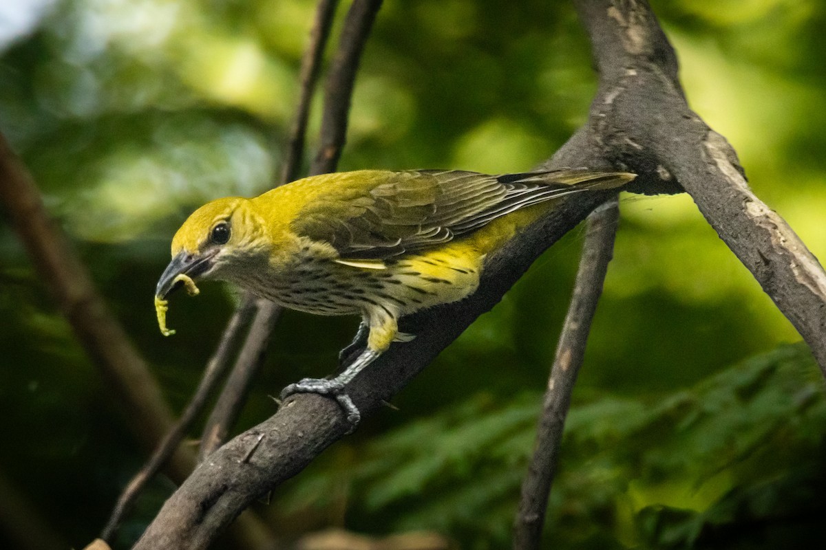 Indian Golden Oriole - ML643533138
