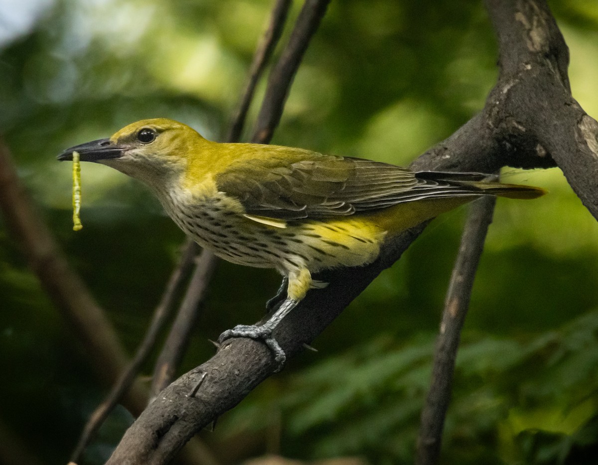 Indian Golden Oriole - ML643533139