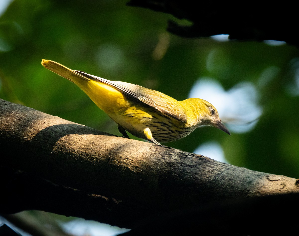 Indian Golden Oriole - ML643533140