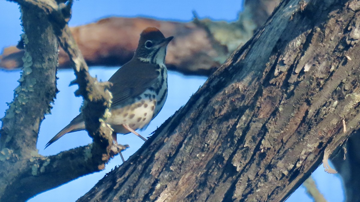 Wood Thrush - ML643533143