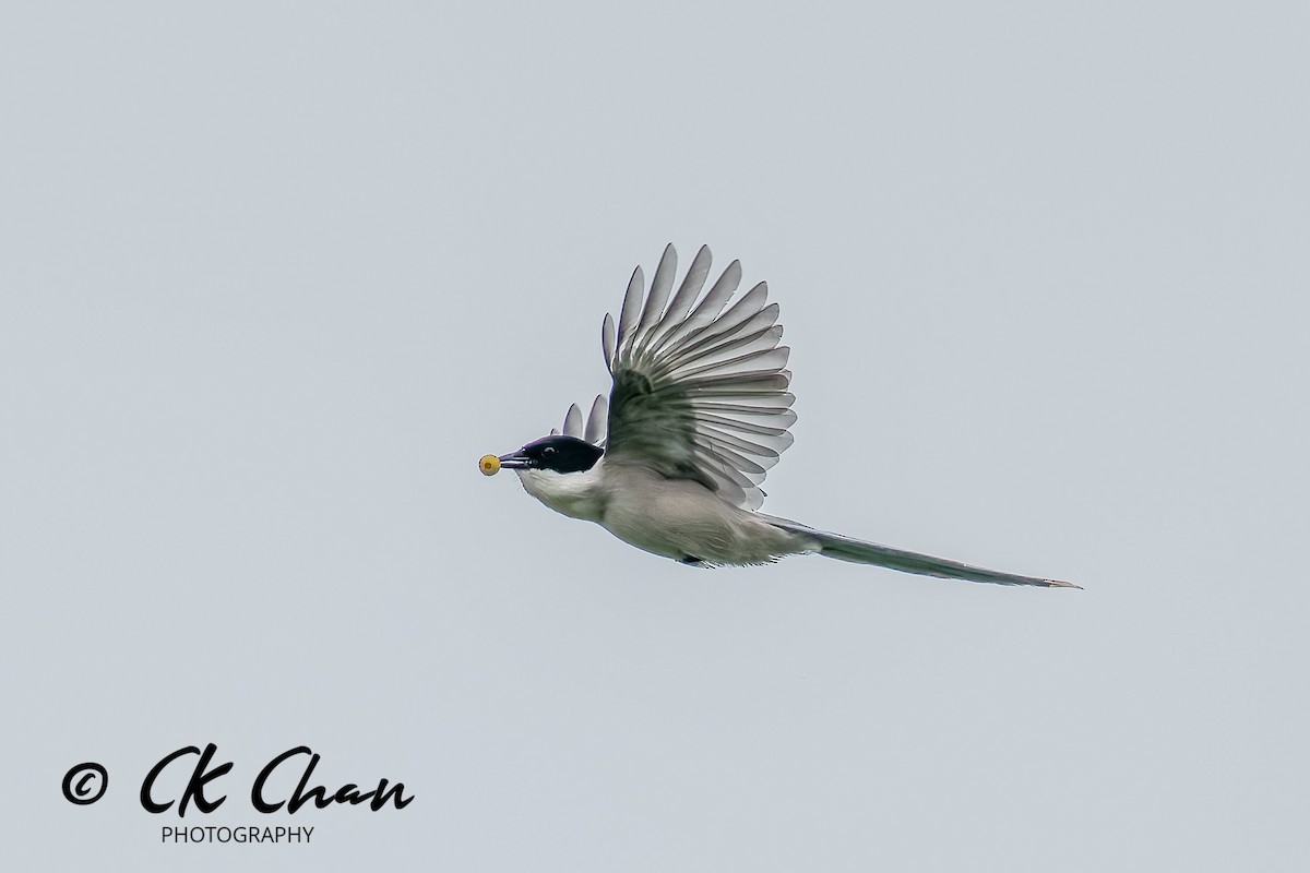 Azure-winged Magpie - ML643533148