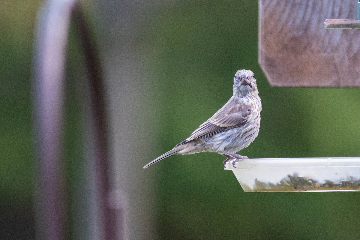 House Finch - ML643533154