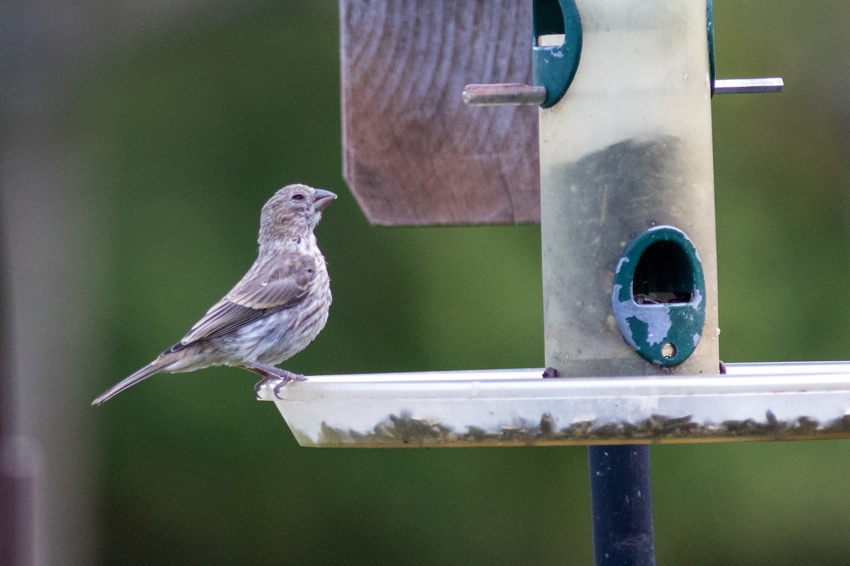 House Finch - ML643533155