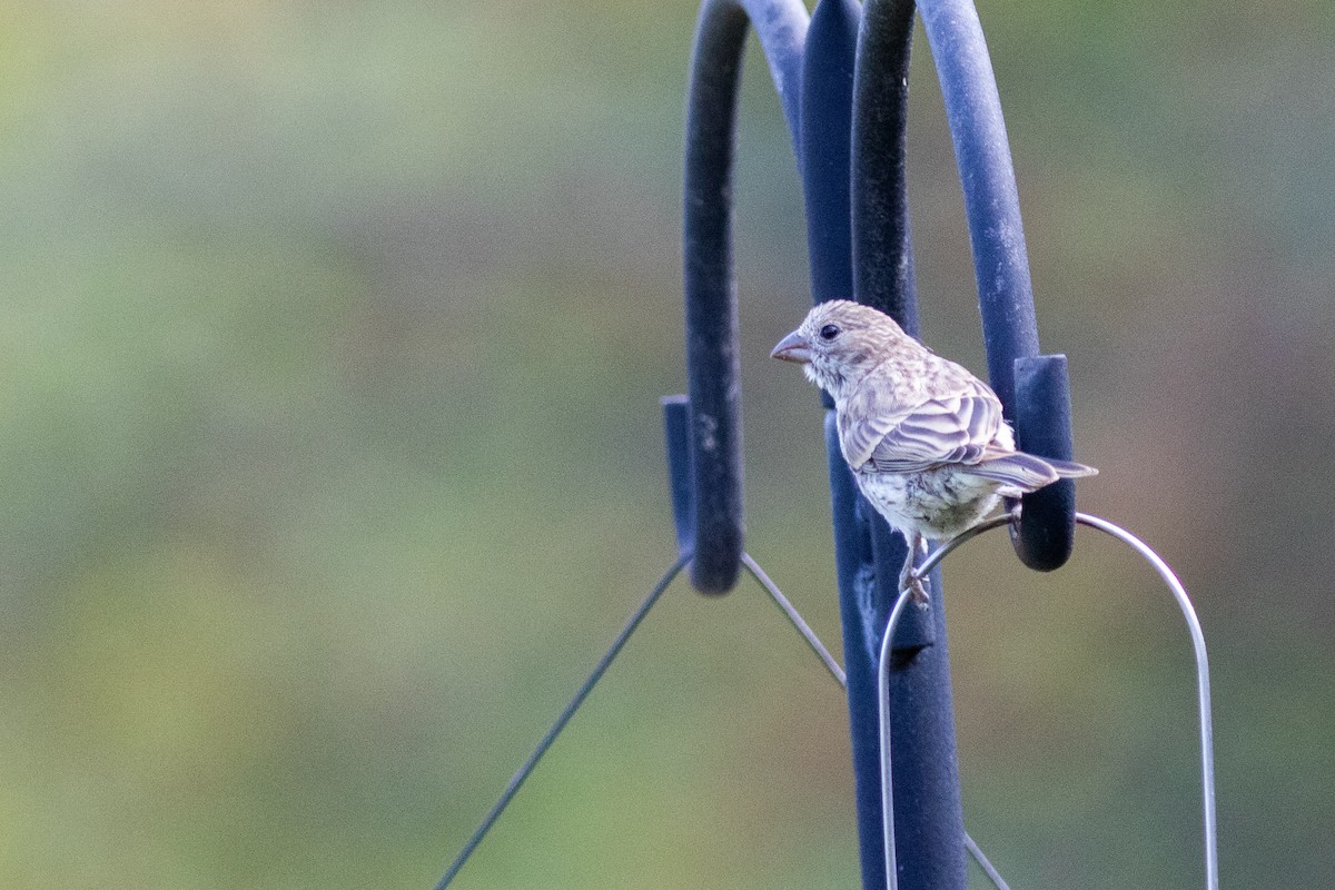 House Finch - ML643533156