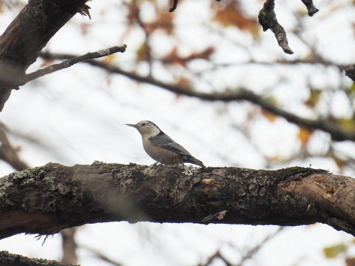 White-breasted Nuthatch - ML643533180