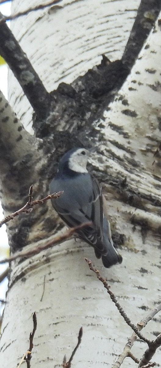 White-breasted Nuthatch - ML643533181