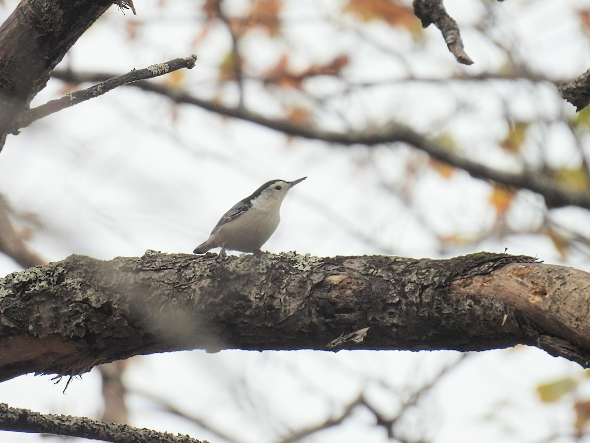 White-breasted Nuthatch - ML643533182