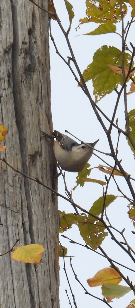 White-breasted Nuthatch - ML643533184