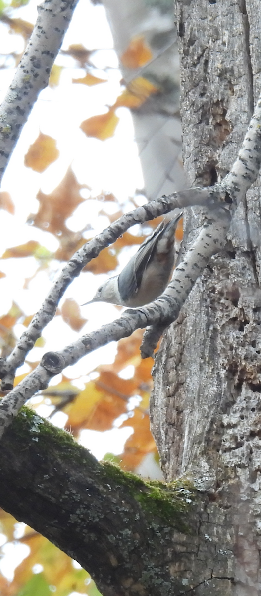 White-breasted Nuthatch - ML643533185