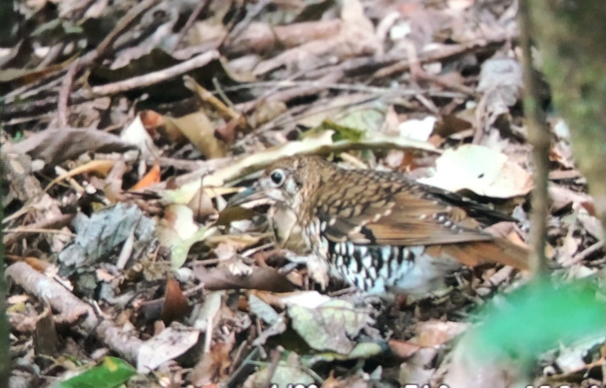Russet-tailed Thrush - ML643533188