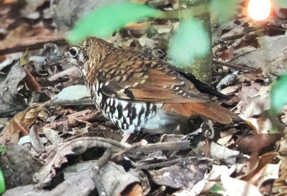 Russet-tailed Thrush - ML643533189