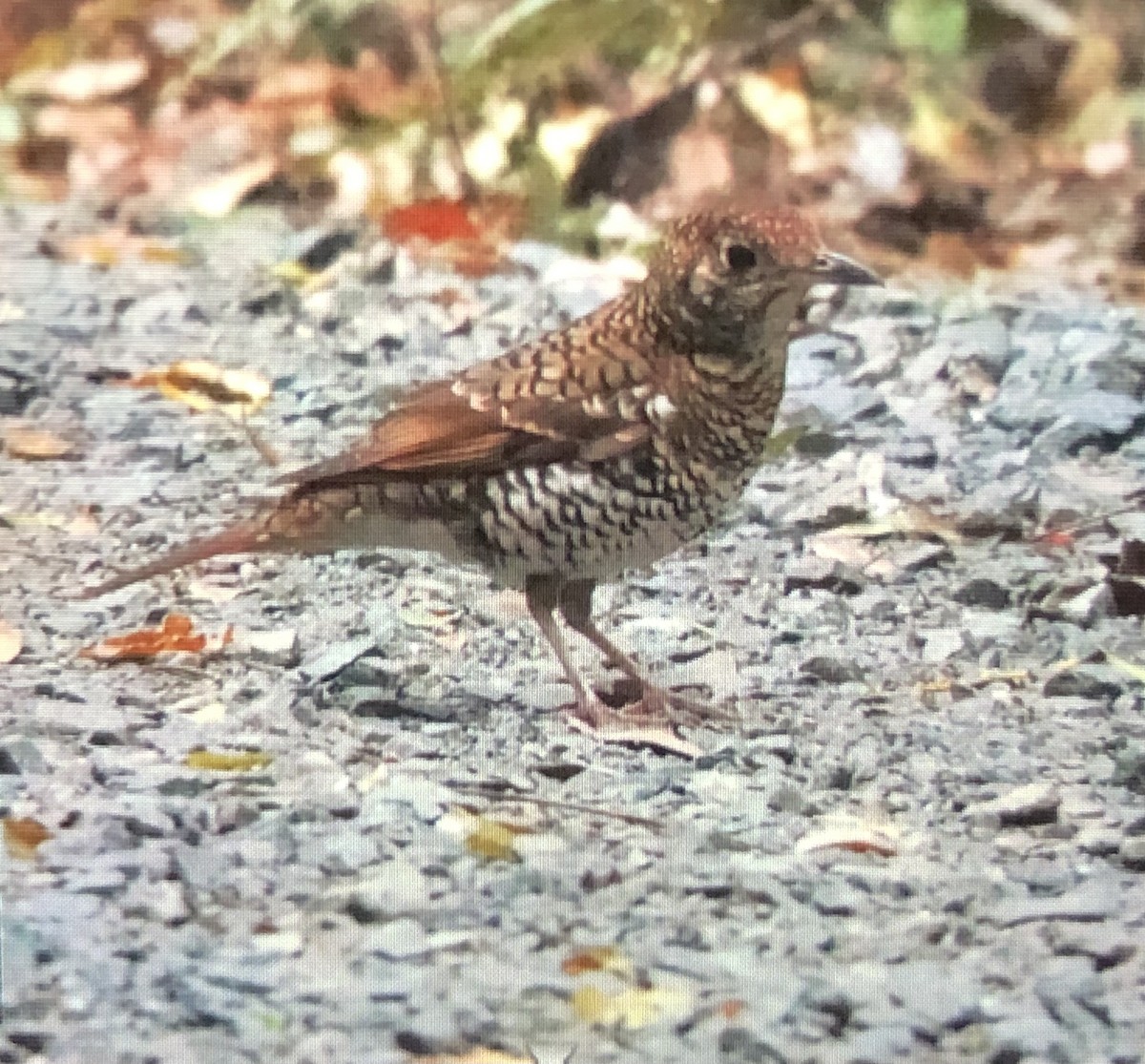 Bassian Thrush - ML643533195