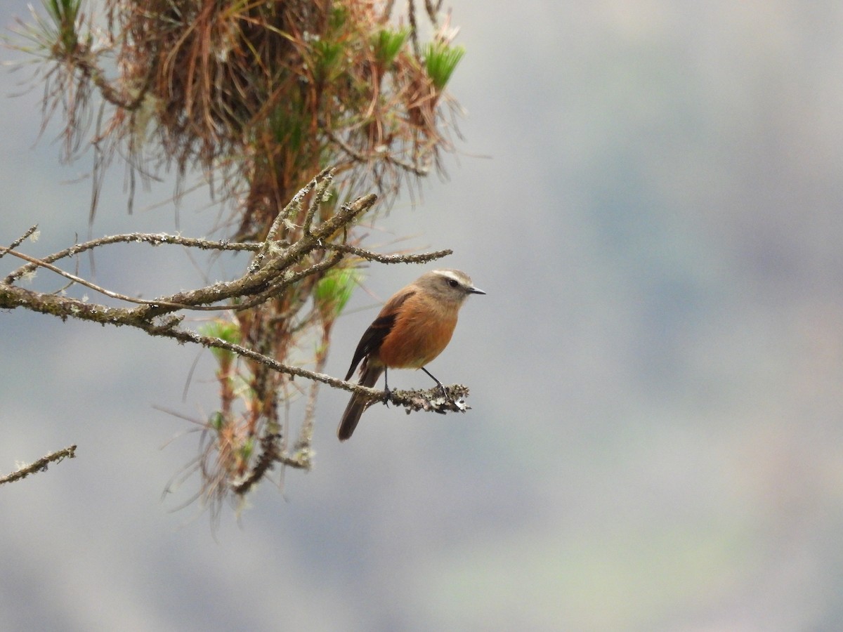 Brown-backed Chat-Tyrant - ML643533196
