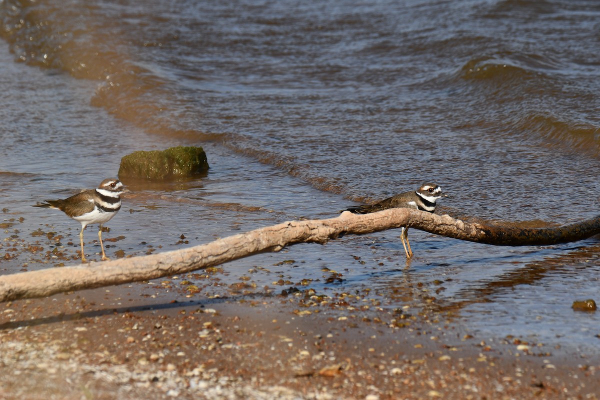 Killdeer - ML643533214
