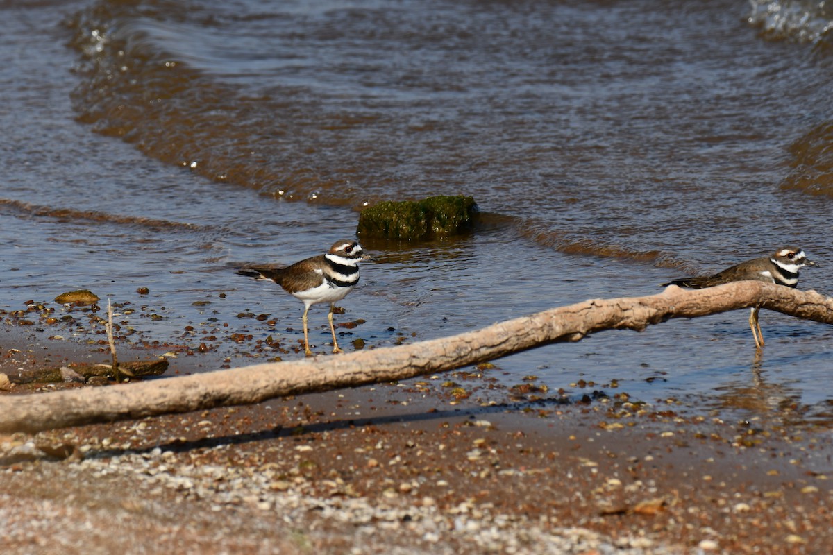 Killdeer - ML643533215