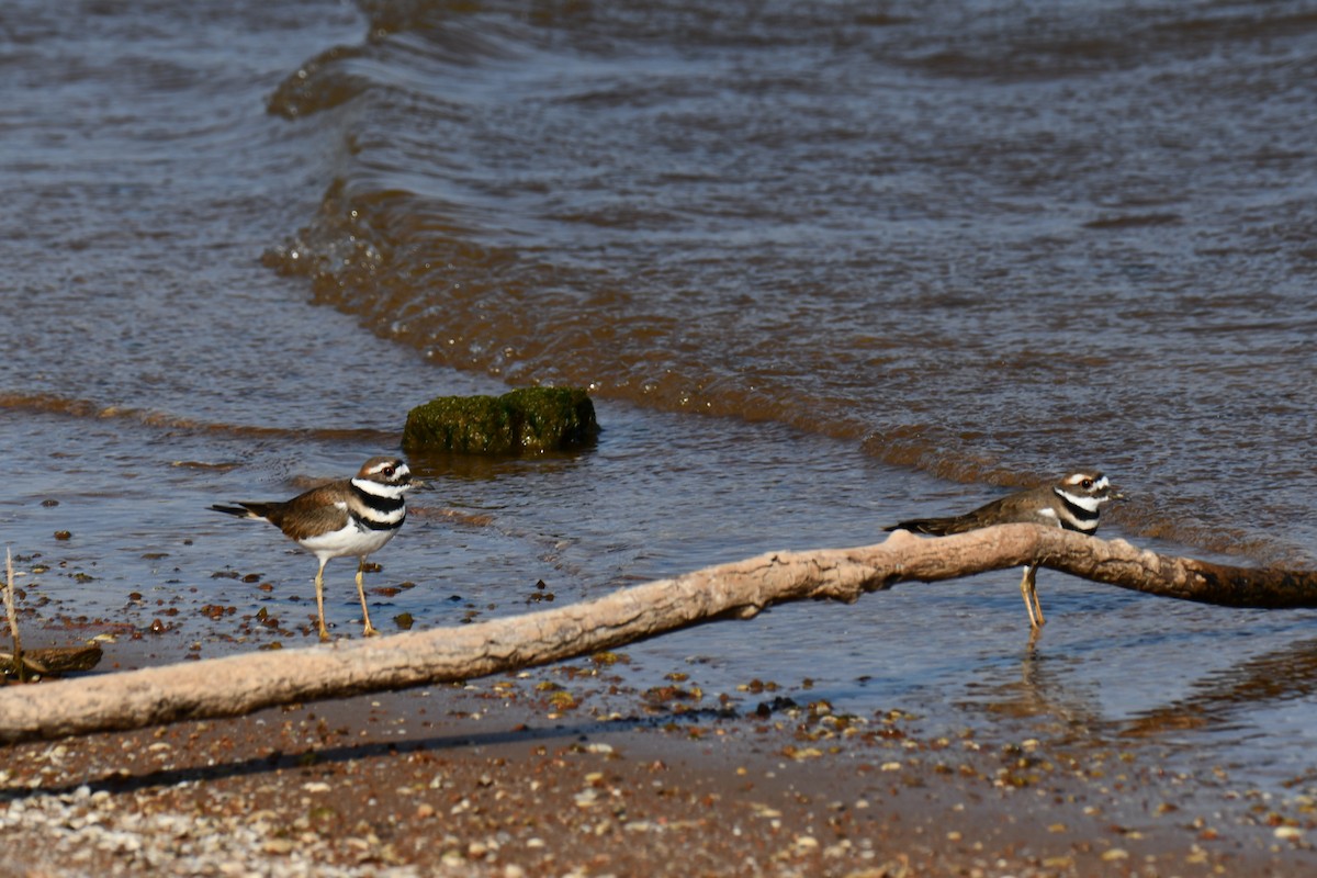 Killdeer - ML643533216