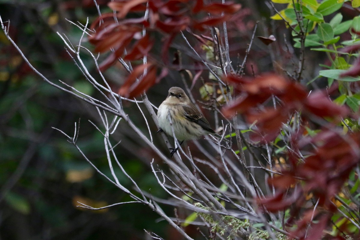 Taçlı Ötleğen (coronata) - ML643533232