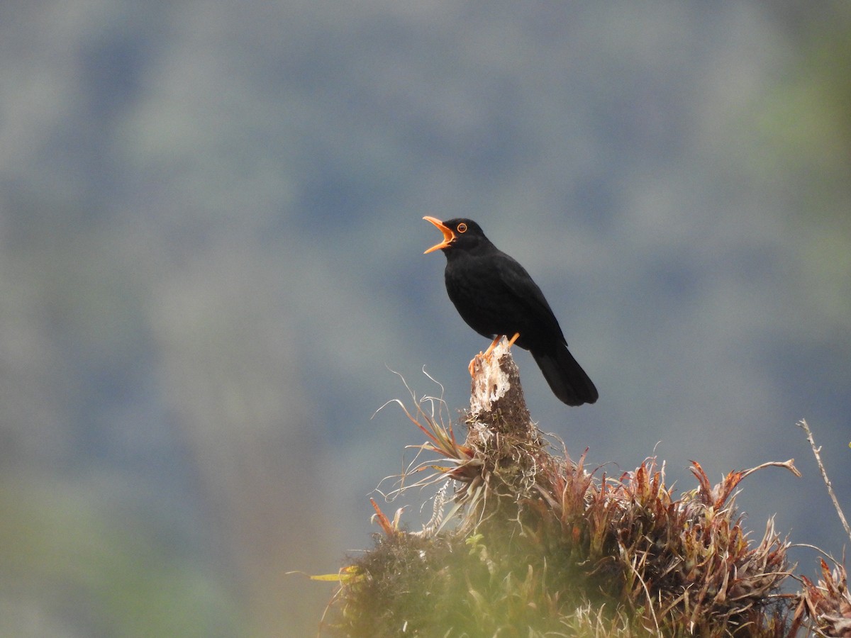 Glossy-black Thrush - ML643533233
