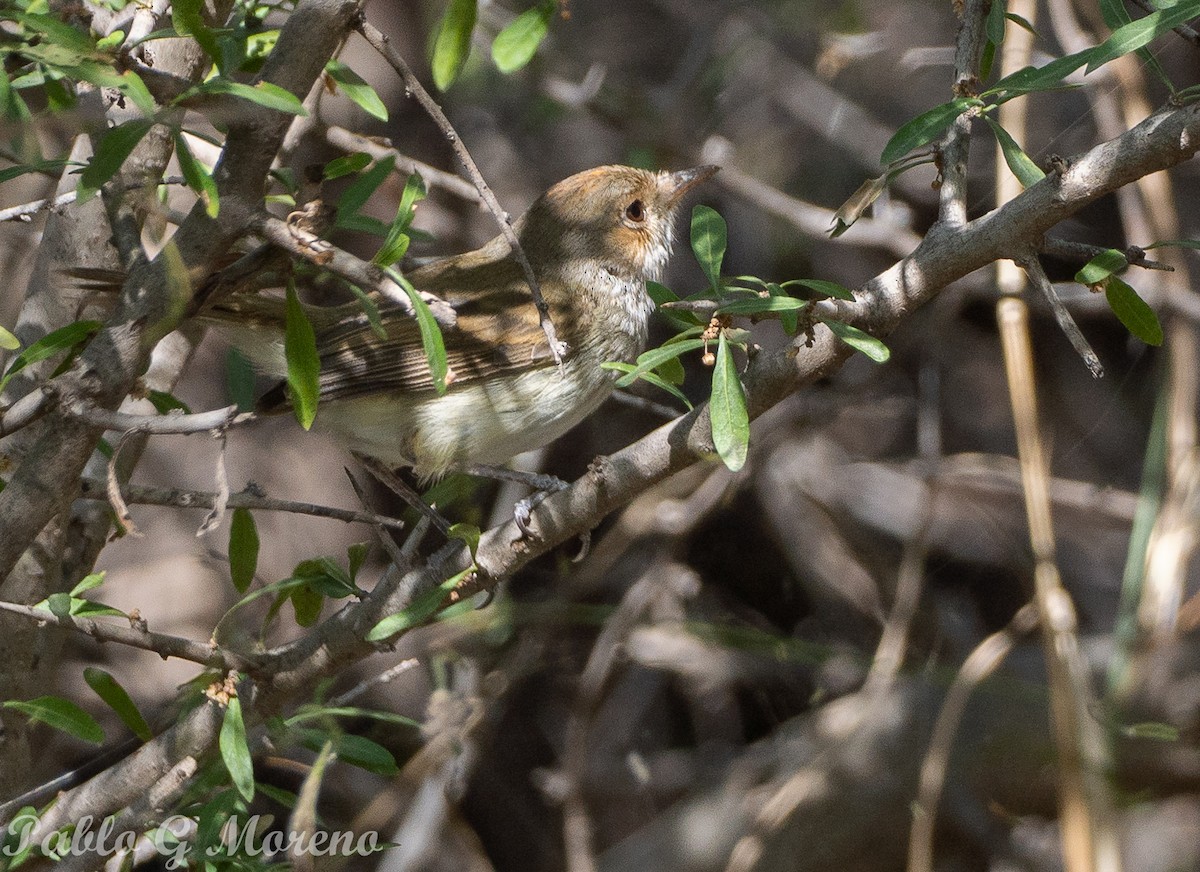 Fulvous-crowned Scrub-Tyrant - ML643533235