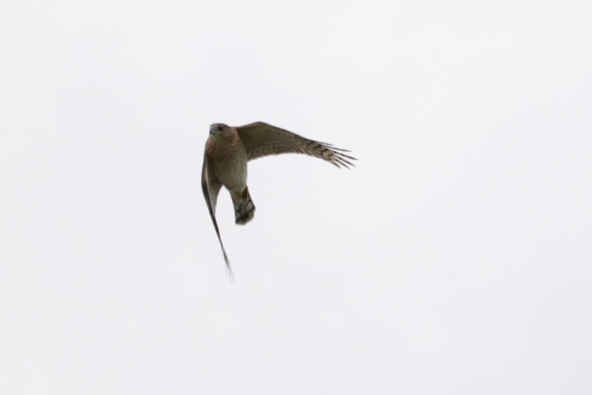 Cooper's Hawk - ML643533251