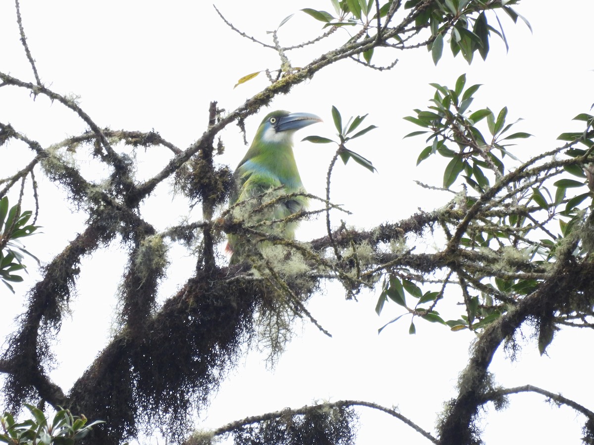 Blue-banded Toucanet - ML643533262
