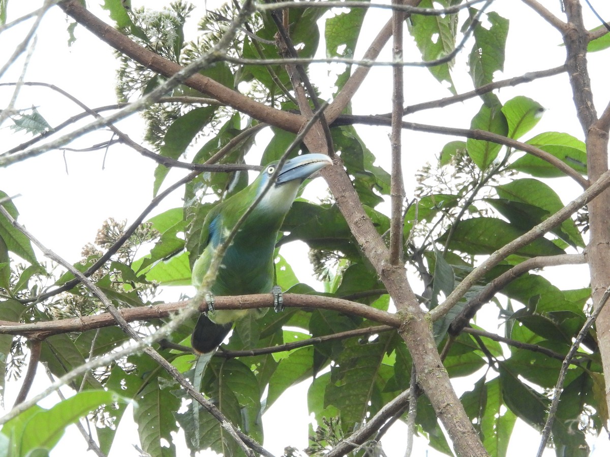 Blue-banded Toucanet - ML643533307