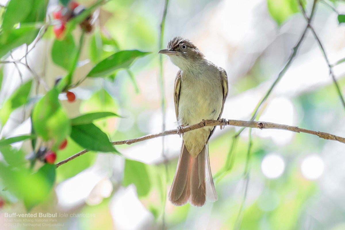 Bulbul Oliváceo - ML64353331