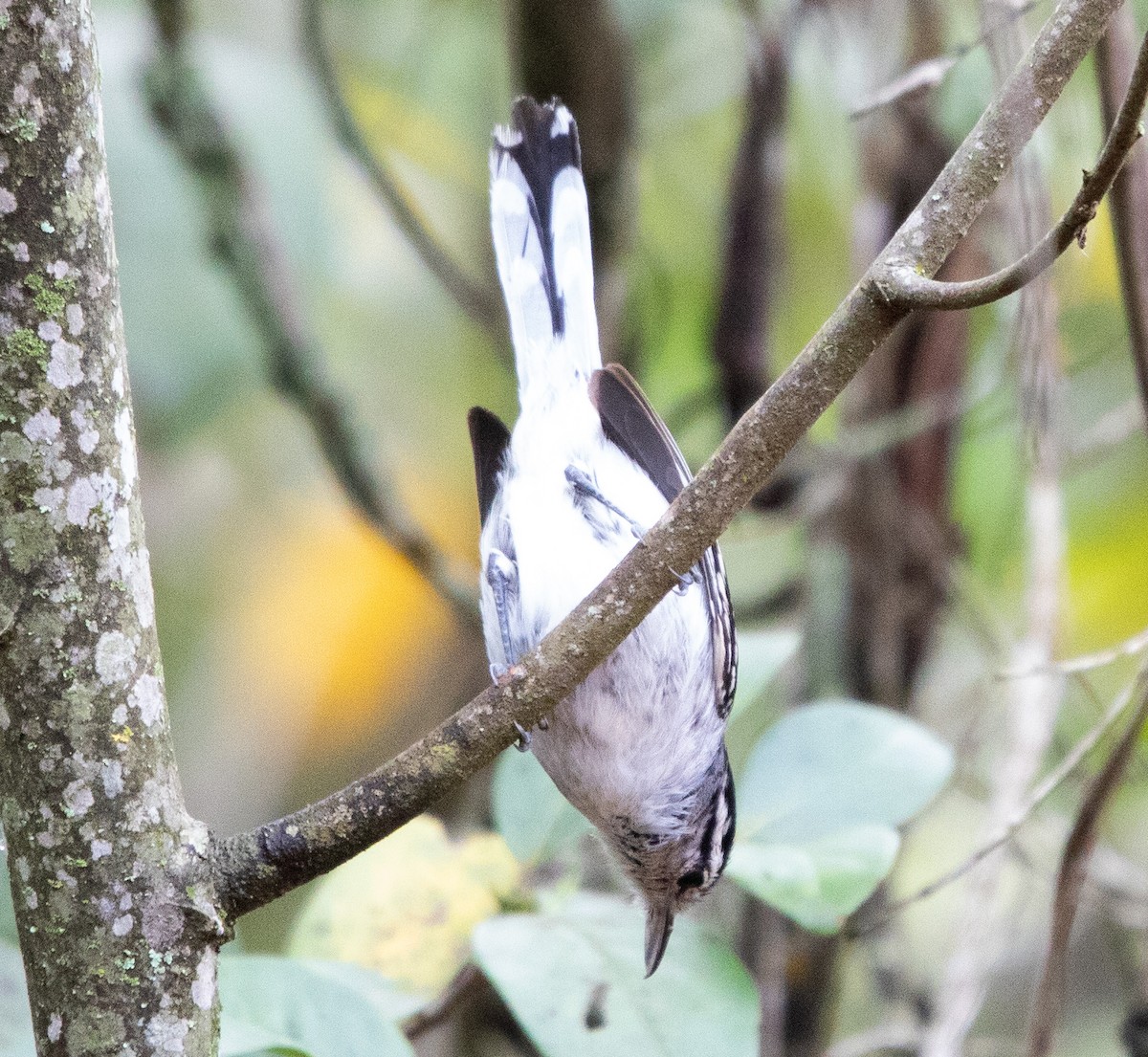 Black-capped Antwren - ML643533313