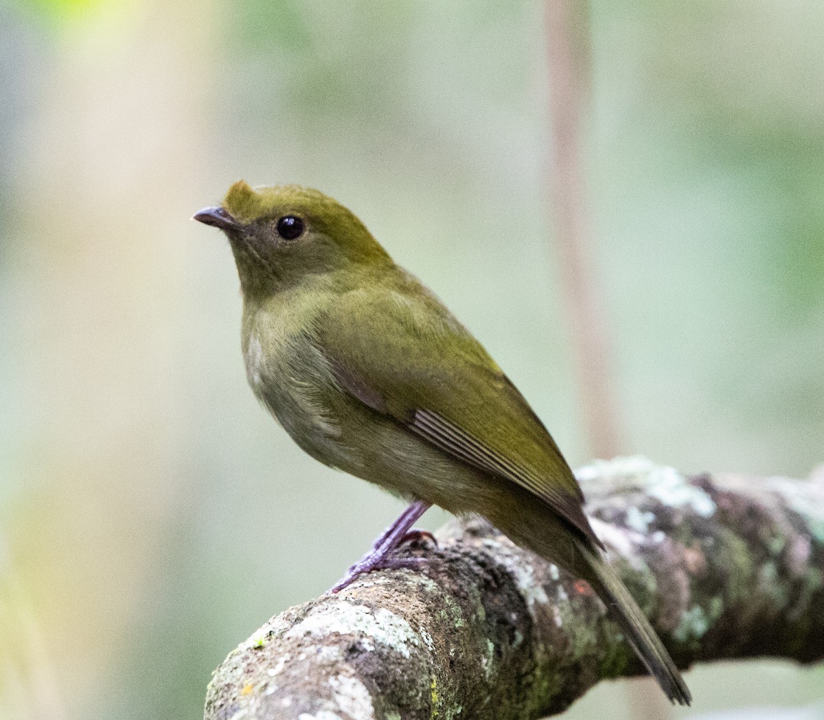 Helmeted Manakin - ML643533314