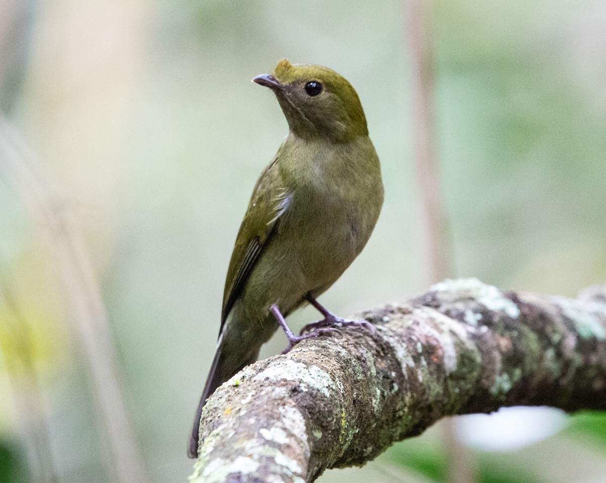 Helmeted Manakin - ML643533315