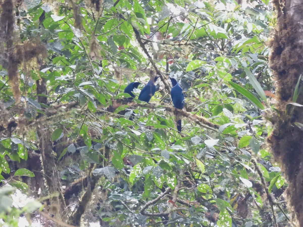 White-collared Jay - ML643533317
