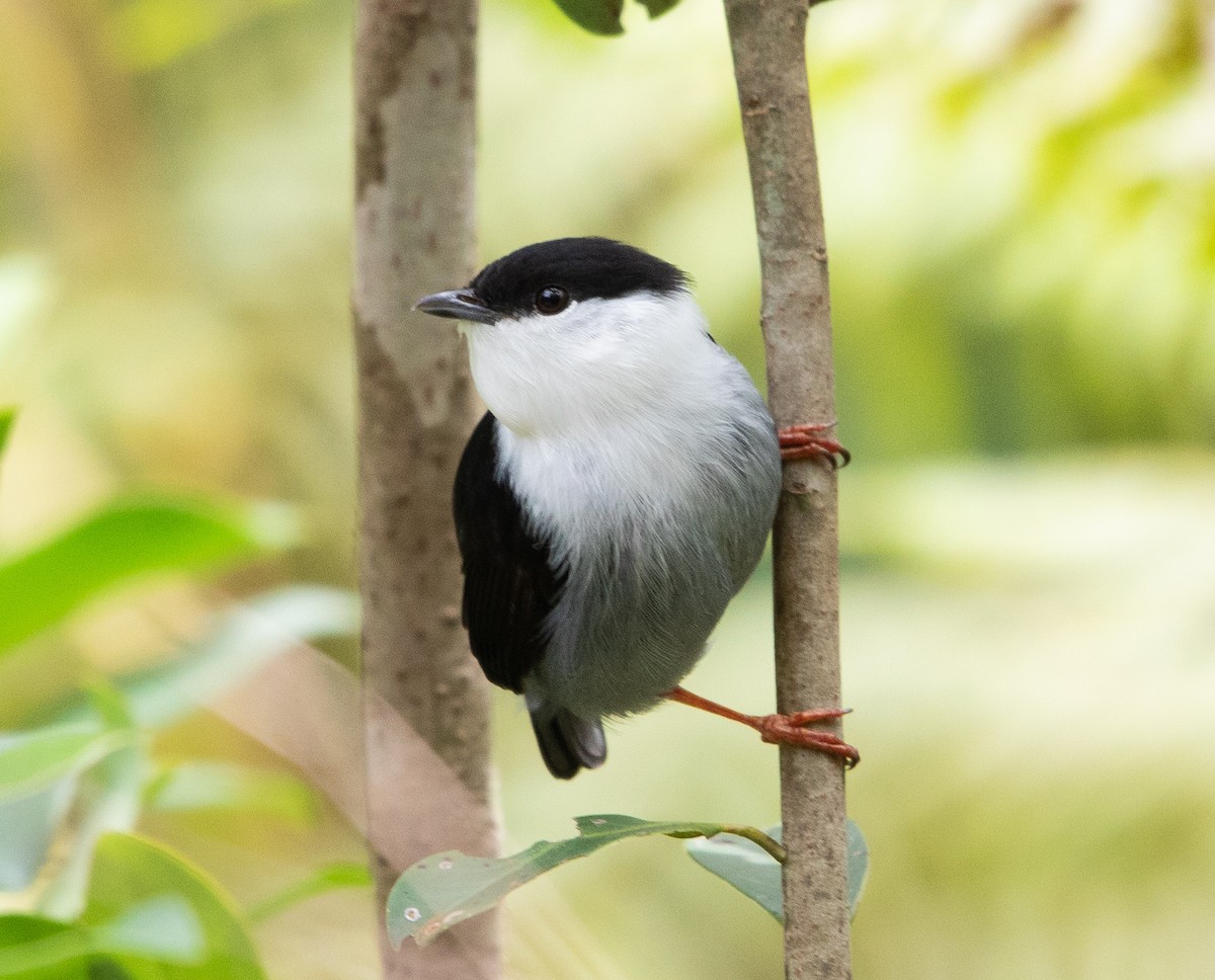 White-bearded Manakin - ML643533318