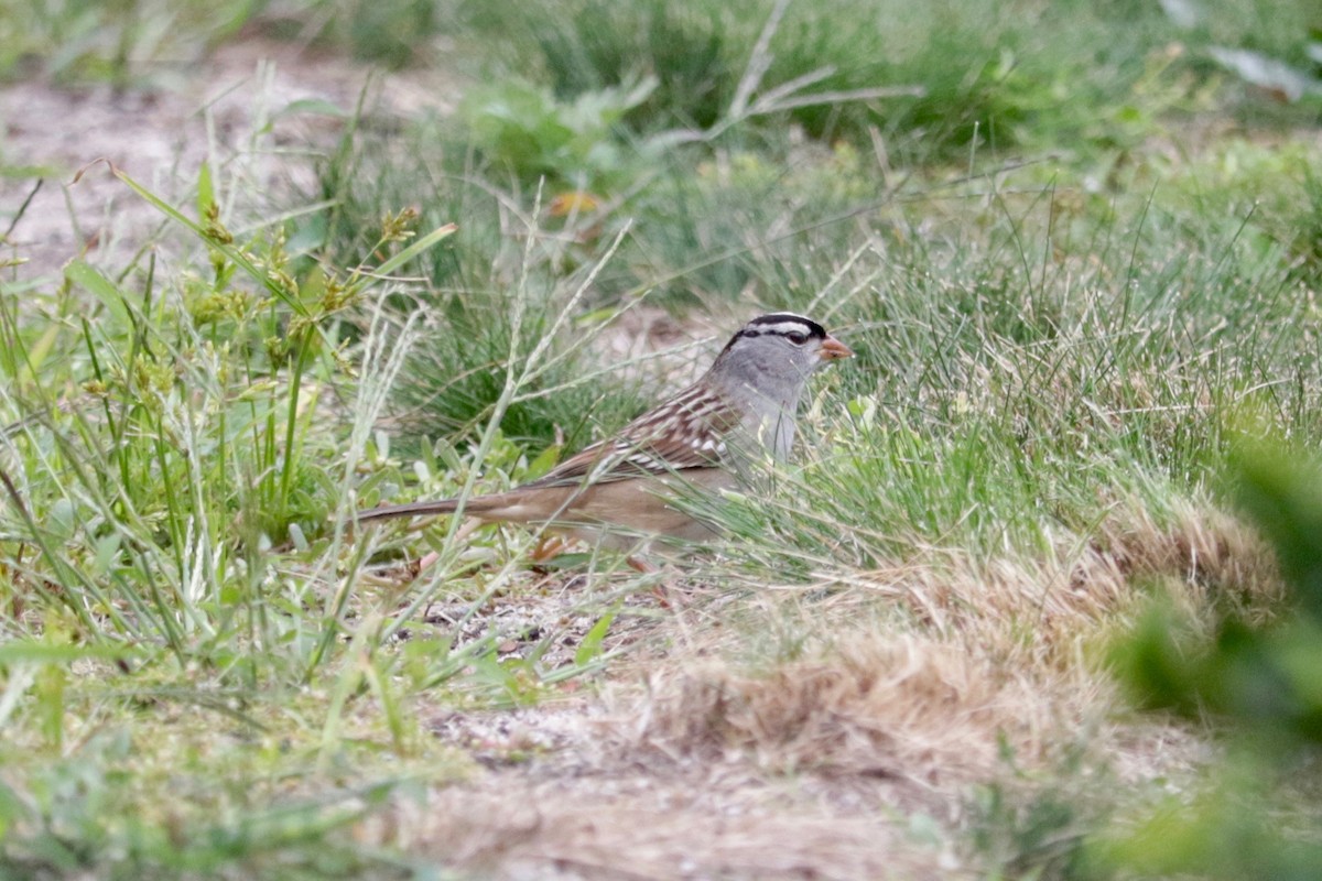 White-crowned Sparrow - ML643533319