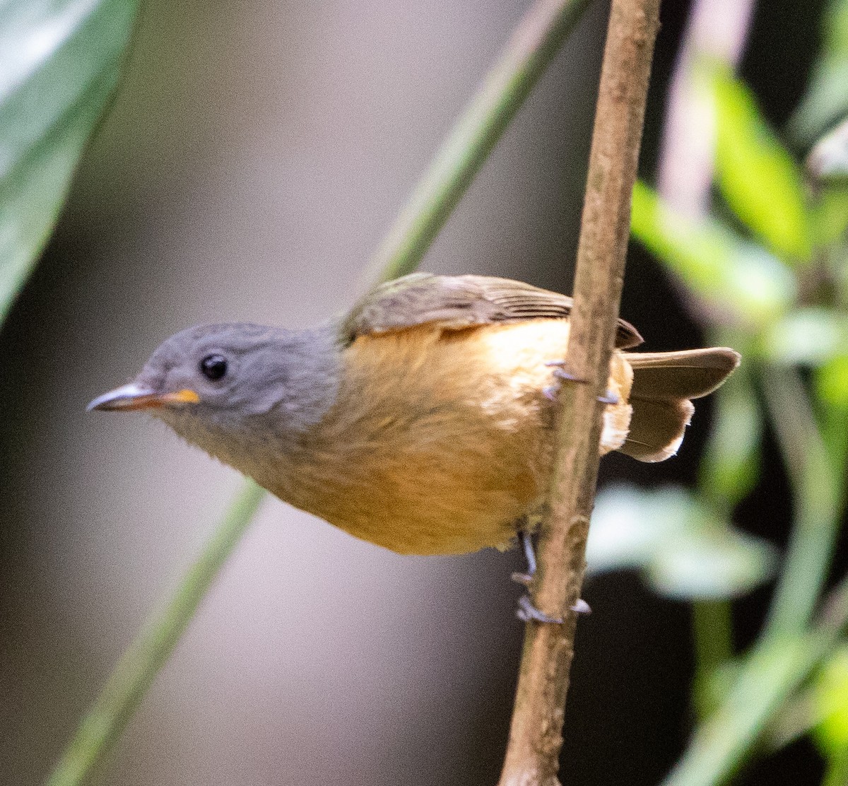 Gray-hooded Flycatcher - ML643533322