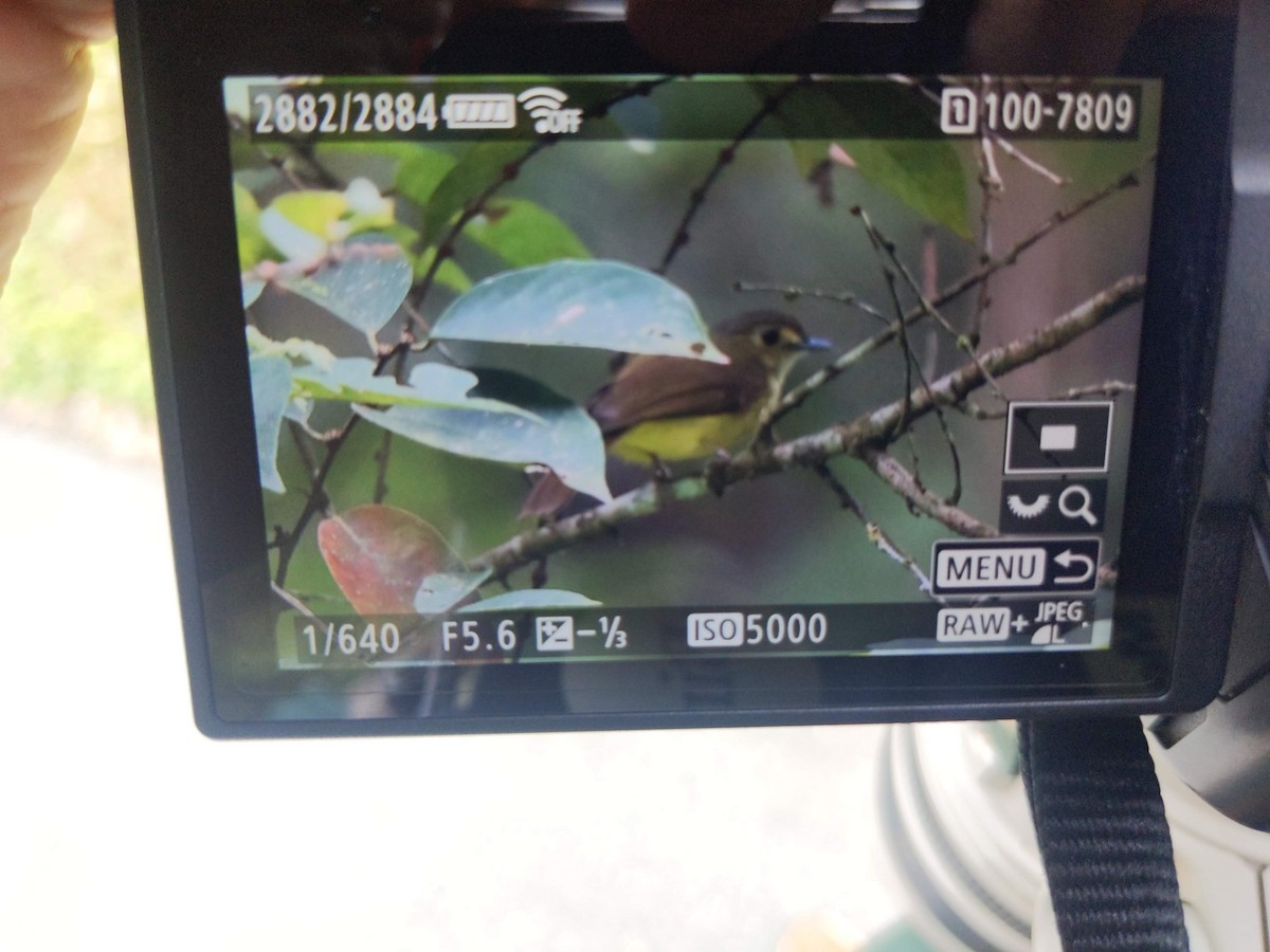 Hairy-backed Bulbul - ML643533323