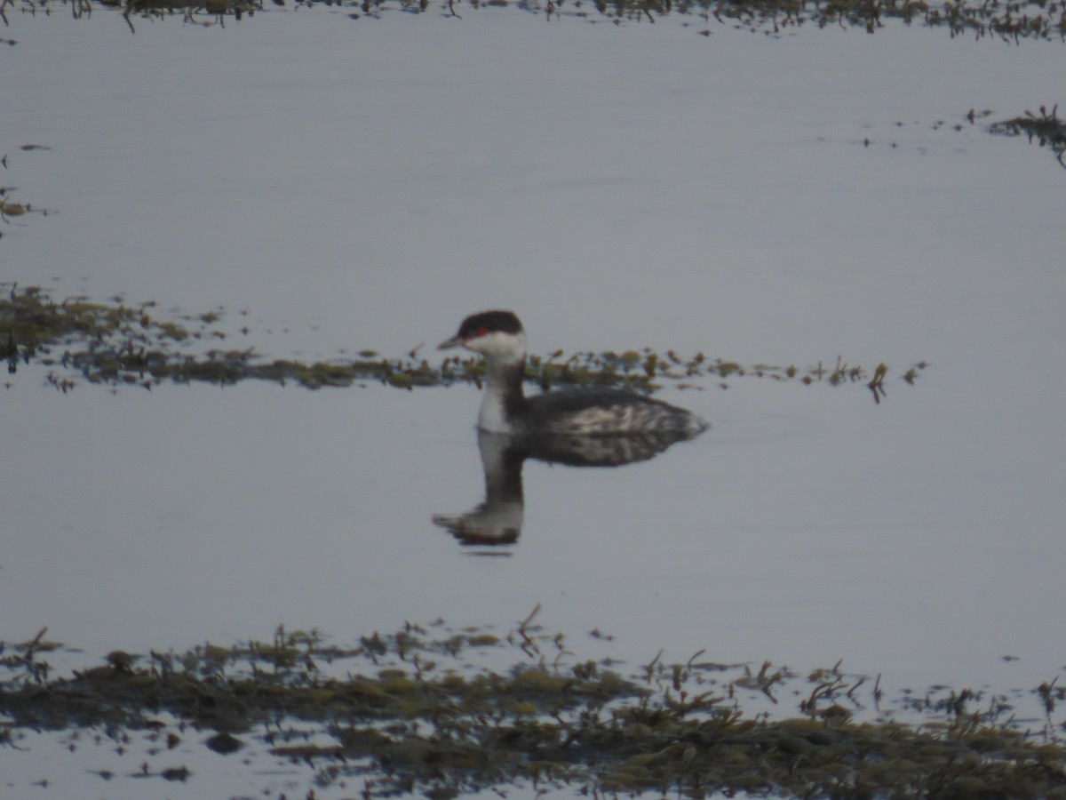 Horned Grebe - ML643533324