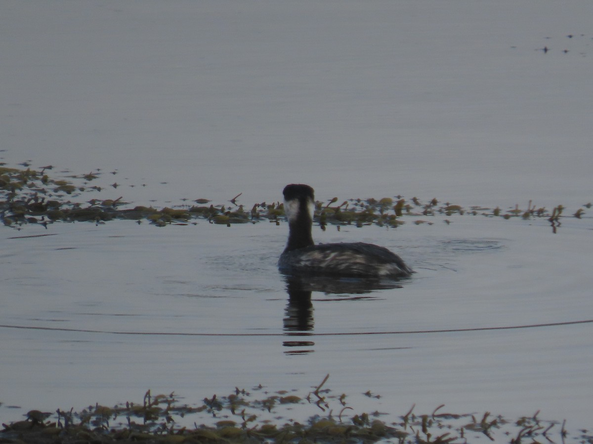 Horned Grebe - ML643533325