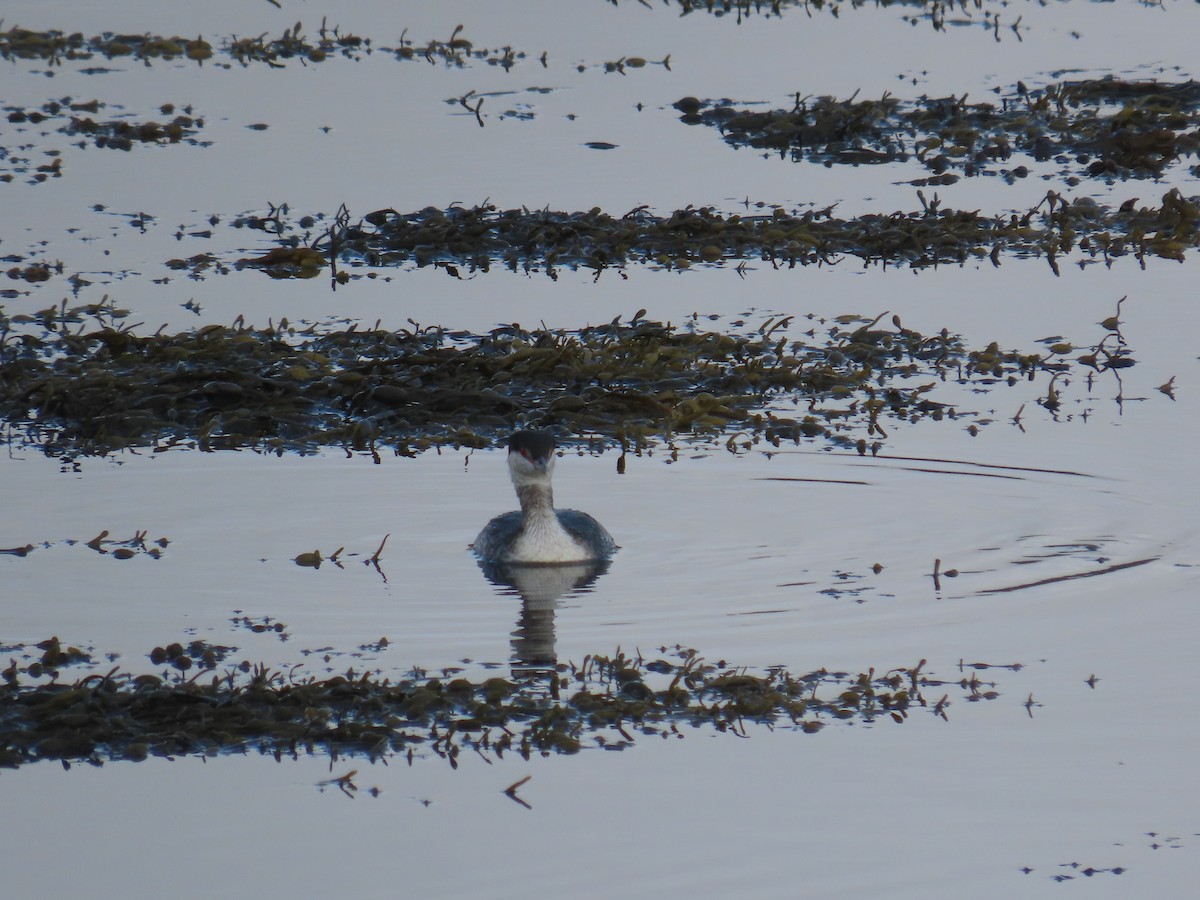 Horned Grebe - ML643533326